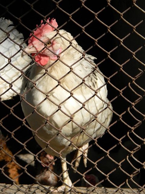 快船惜败森林狼，哈登独砍34分撑场，伦纳德下半场失常，其余球员表现低迷